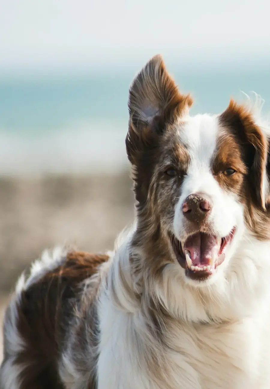 Happy border collie smiling on the beach
