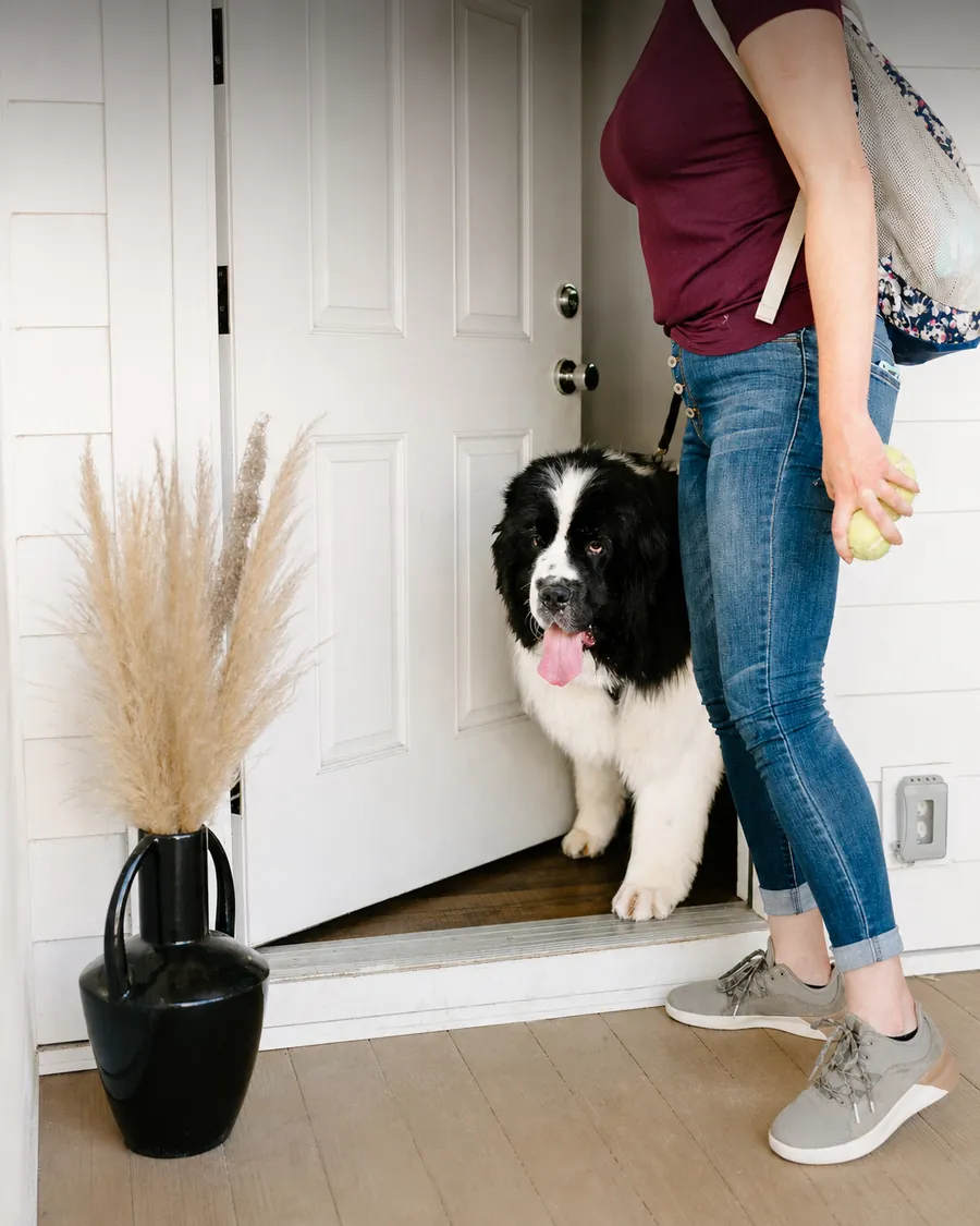 A calm Newfoundland dog greeting at the front door without jumping — PaaaWOW real-time AI dog training